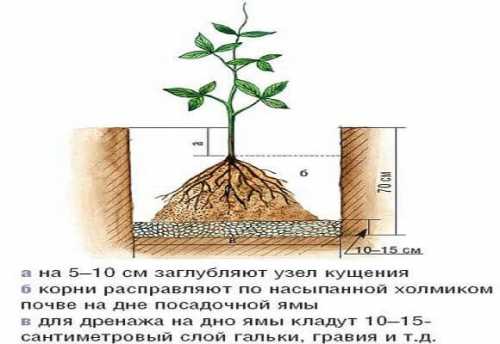 любопытная техника 4