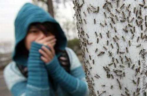 это япония, детка: комаров раскрыл секреты, как снимался новый сезон мира наизнанку